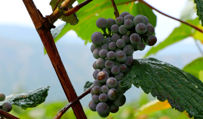 赤峰蒙野葡萄酒廠電話號(hào)碼-第1張圖片