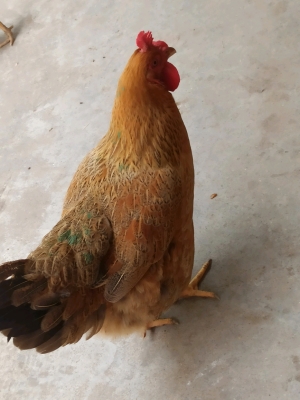 赤峰收購(gòu)散養(yǎng)雞電話號(hào)碼是多少-第1張圖片