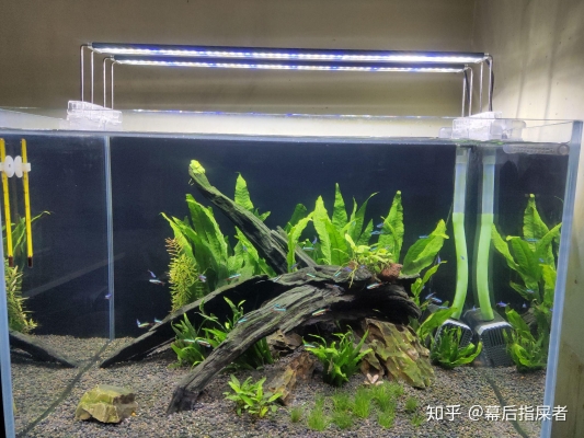 赤峰水族寵物養(yǎng)殖基地電話號碼-第1張圖片