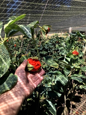 赤峰種子批發(fā)商地址電話號(hào)碼-第1張圖片