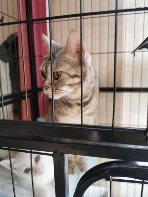 赤峰同城領(lǐng)養(yǎng)貓咪群電話號碼-第1張圖片