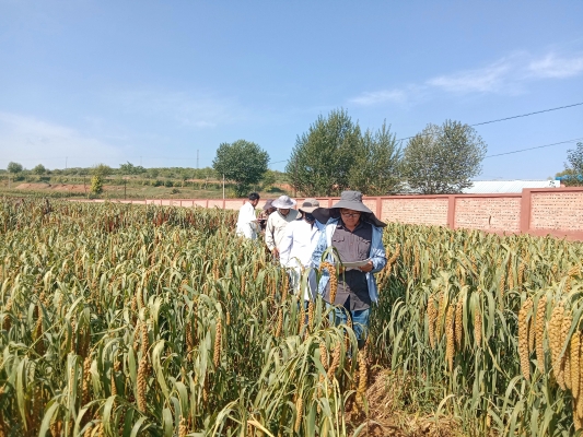 赤峰市林西縣農(nóng)牧局-第1張圖片