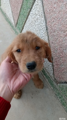 赤峰賣(mài)狗幼崽地址電話號(hào)碼-第1張圖片