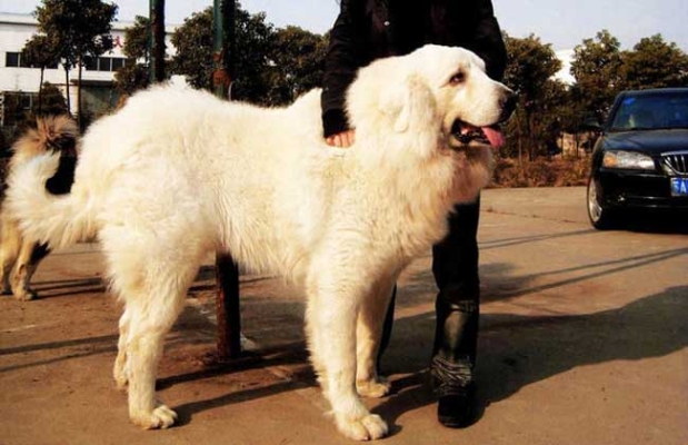 赤峰大白陪診二寶電話號碼-第1張圖片