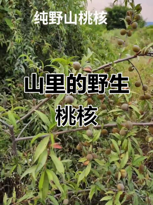 赤峰收購山桃核價格電話是多少-第1張圖片