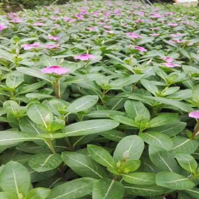 赤峰花町花盆批發(fā)電話號碼-第1張圖片