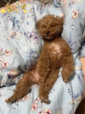 赤峰包頭寵物醫(yī)院電話地址是多少-第1張圖片