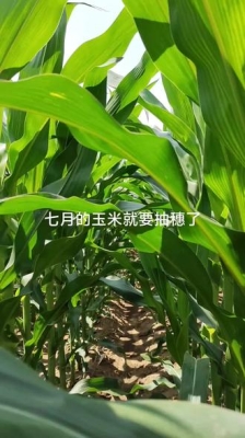 赤峰玉米抽穗種植基地電話號(hào)碼-第1張圖片
