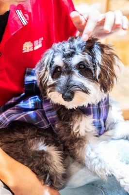 赤峰萌寵物樂園電話號碼多少-第1張圖片