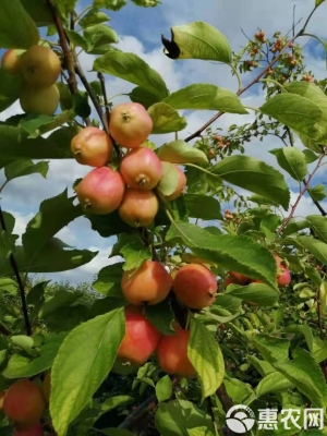 赤峰超樂水果直播間電話號碼-第1張圖片