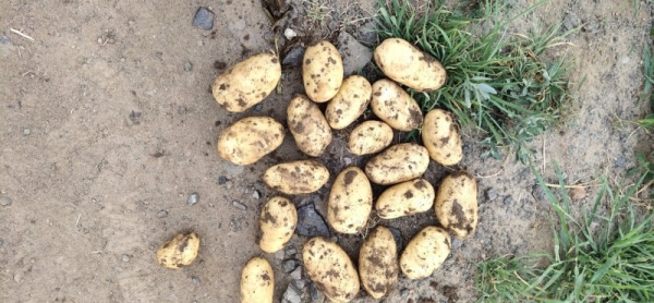 赤峰大白塊磚廠家電話號碼-第1張圖片