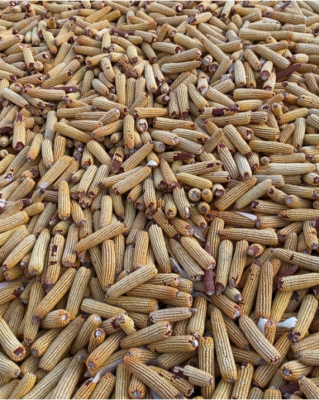 赤峰賣新鮮玉米苗的電話號(hào)碼-第1張圖片