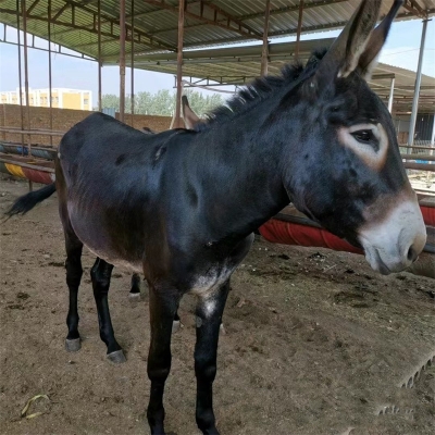 赤峰小毛驢團(tuán)購電話號(hào)碼-第1張圖片