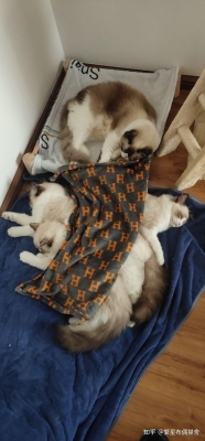 赤峰市布偶貓舍電話號碼-第1張圖片