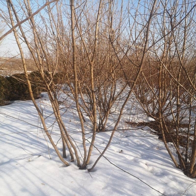 赤峰云杉路駕校電話號碼是多少-第1張圖片