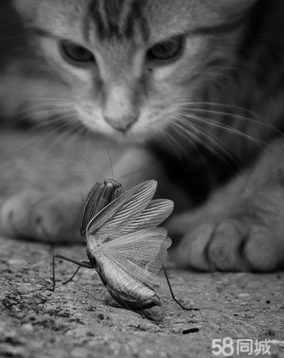 赤峰收養(yǎng)小貓電話地址是多少號-第1張圖片