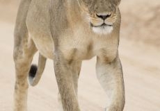 赤峰動(dòng)物保護(hù)中心電話號(hào)碼是多少-第1張圖片