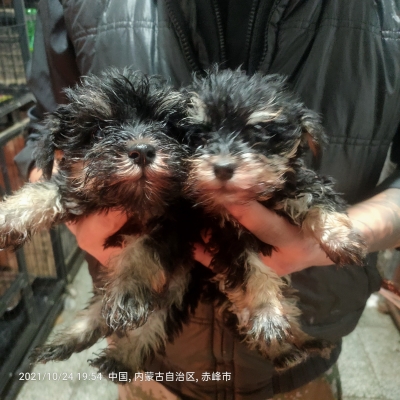 赤峰附近幼犬出售電話多少啊-第1張圖片