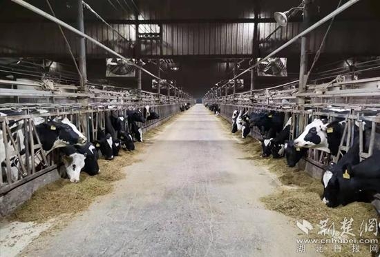 赤峰同城貓貓養(yǎng)殖基地電話號碼-第1張圖片