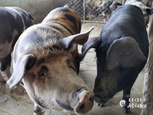 赤峰出售小狗市場(chǎng)地址電話號(hào)碼-第1張圖片