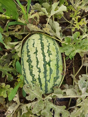 赤峰周圍收購打瓜廠家電話號(hào)碼-第1張圖片