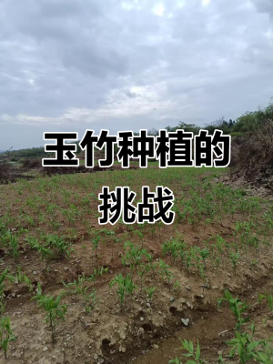 赤峰種植大玉竹基地電話號碼-第1張圖片
