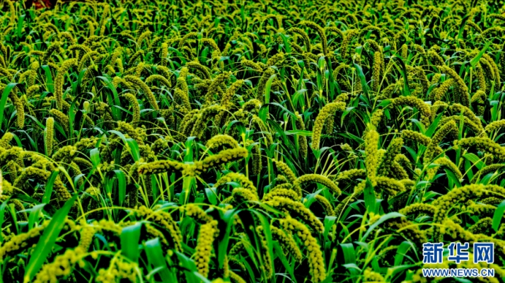 赤峰王家店炮兵團(tuán)營(yíng)區(qū)電話號(hào)碼-第1張圖片