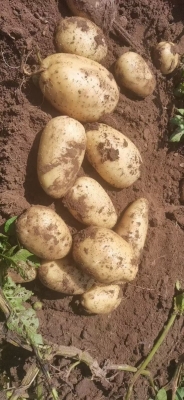 赤峰市土豆代購網(wǎng)電話號碼-第1張圖片