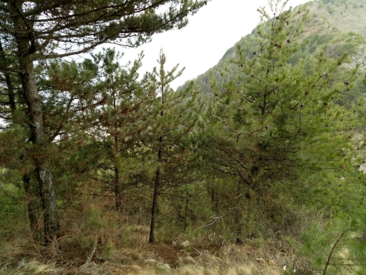 赤峰松樹林社區(qū)電話號(hào)碼是多少-第1張圖片