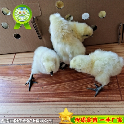 赤峰鴨苗養(yǎng)殖場(chǎng)地址電話號(hào)碼-第1張圖片