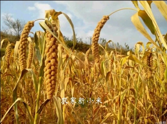 赤峰市區(qū)黃金維修店電話號碼-第1張圖片