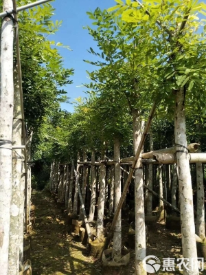 赤峰哪里有桃木賣(mài)呀電話(huà)-第1張圖片