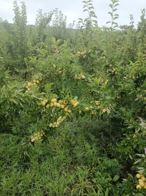 赤峰李子公司電話多少號-第1張圖片