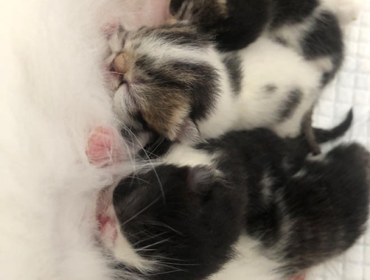 赤峰代買寵物電話多少號(hào)-第1張圖片