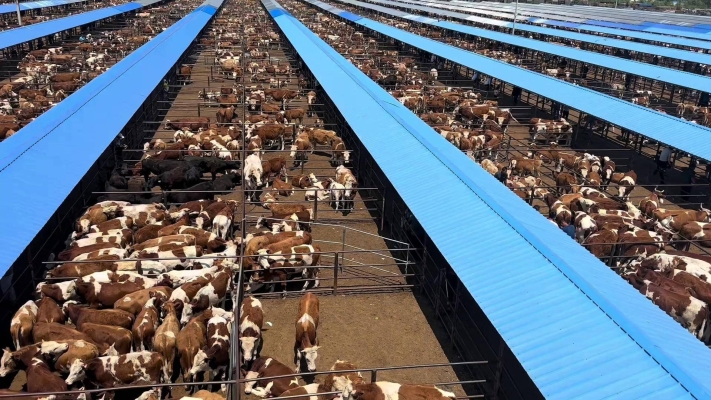 赤峰小公?，F(xiàn)在什么價(jià)格-第1張圖片