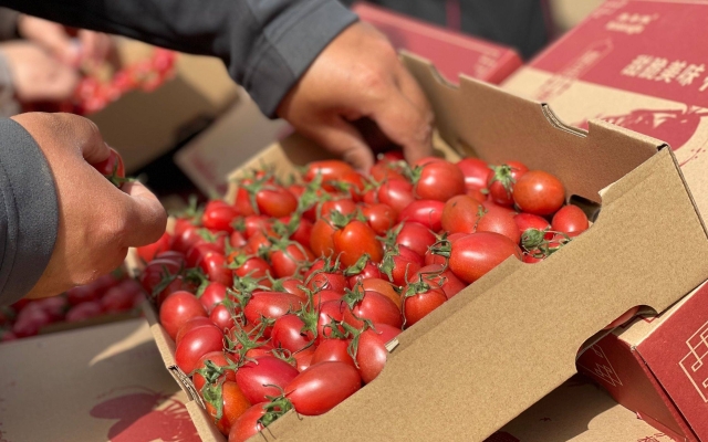 赤峰水泉番茄種植基地電話號(hào)碼-第1張圖片