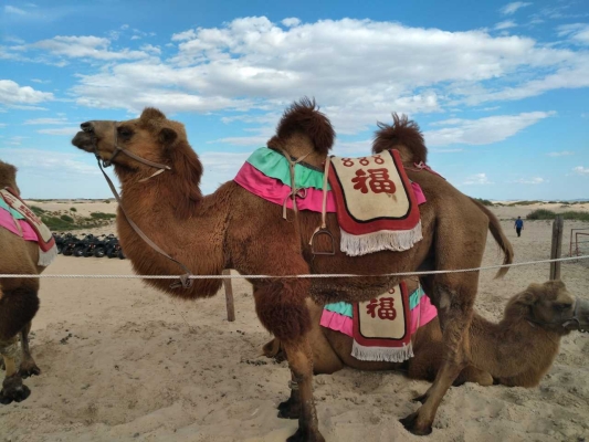 赤峰騎行李大姐電話多少號-第1張圖片