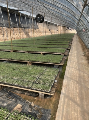 赤峰圓茄苗定購電話查詢號碼-第1張圖片