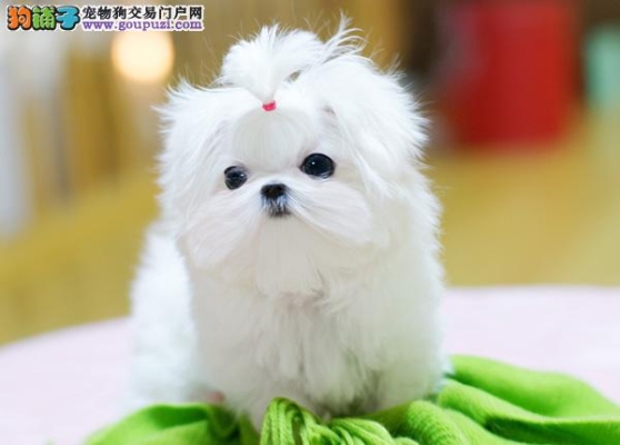 赤峰出售狗食品電話號碼是多少-第1張圖片