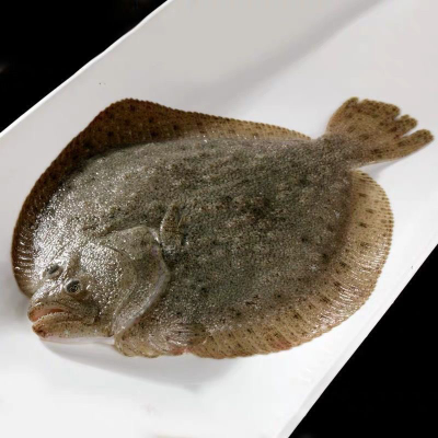 赤峰比目魚批發(fā)市場電話號碼-第1張圖片