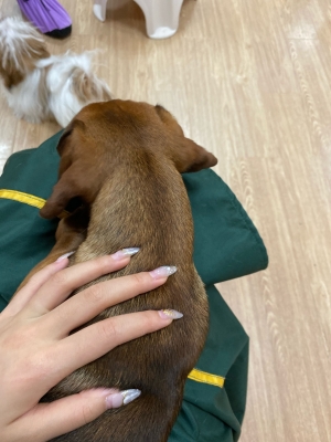 赤峰林東寵物店電話(huà)號(hào)碼-第1張圖片