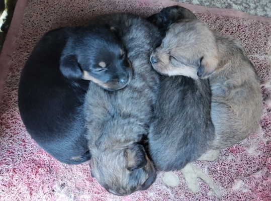 赤峰寵物狗領(lǐng)養(yǎng)中心電話號(hào)碼-第1張圖片