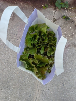 赤峰植物園附近送菜電話號(hào)碼-第1張圖片