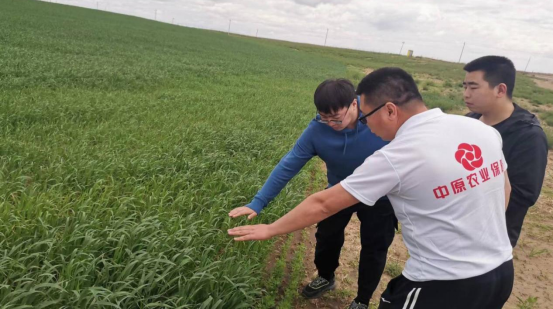 赤峰市牧草銷售電話地址查詢-第1張圖片