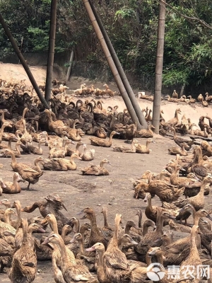 赤峰市批發(fā)鴨苗電話地址查詢-第1張圖片