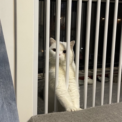 赤峰上門遛狗電話多少啊-第1張圖片