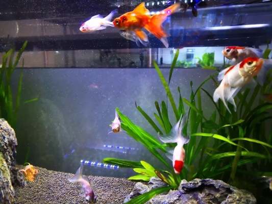 赤峰金龍水族館地址電話號碼-第1張圖片