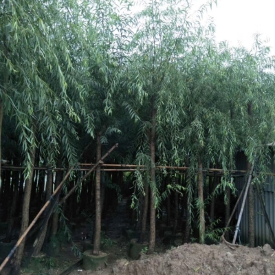 赤峰柳樹苗基地電話號碼-第1張圖片