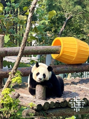 赤峰萌動(dòng)動(dòng)物園電話號(hào)碼-第1張圖片