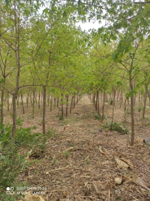 赤峰寧城的苗圃基地電話是多少-第1張圖片